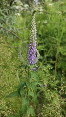 Veronica longifolia