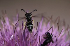 Stenodynerus blandus