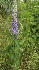 Veronica longifolia