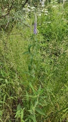 Veronica longifolia