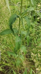 Veronica longifolia