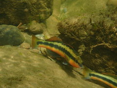 Percina aurantiaca