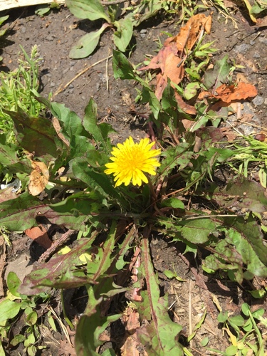 photo of Dandelions (Taraxacum)