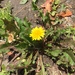 photo of Dandelions (Taraxacum)