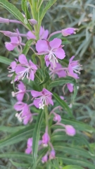 Chamaenerion angustifolium