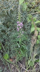 Chamaenerion angustifolium