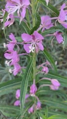 Chamaenerion angustifolium