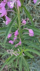 Chamaenerion angustifolium