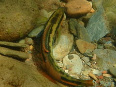 Percina aurantiaca