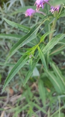 Chamaenerion angustifolium