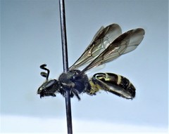 Neocorynura