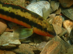 Percina aurantiaca