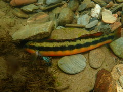 Percina aurantiaca