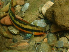 Percina aurantiaca