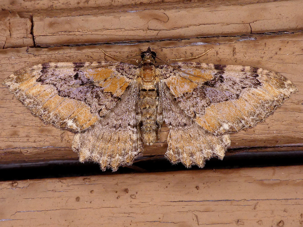Rheumaptera
