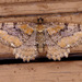 Rheumaptera - Photo (c) Stuart Tingley, some rights reserved (CC BY-NC), uploaded by Stuart Tingley