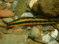 Percina aurantiaca