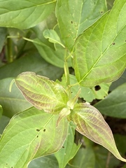 Lysimachia ciliata