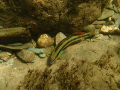 Percina aurantiaca