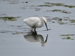 Egretta thula