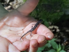 Plethodontinae