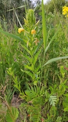 Oenothera biennis