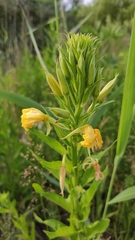 Oenothera biennis