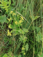 Alchemilla