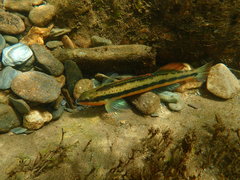 Percina aurantiaca