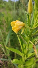 Oenothera biennis