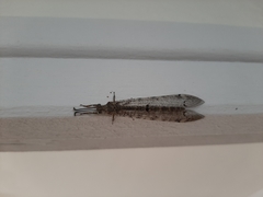 Distoleon tetragrammicus