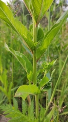 Oenothera biennis