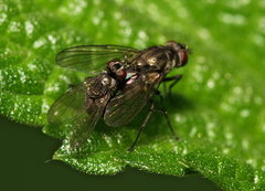 Limnophora