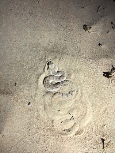 Photo of a Arabian Sand Viper (Cerastes gasperettii)