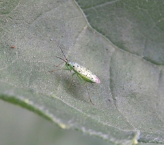Ilnacora stalii