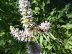 Paranthrene tabaniformis