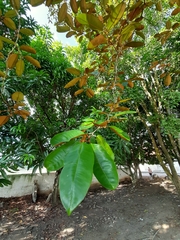Chrysophyllum