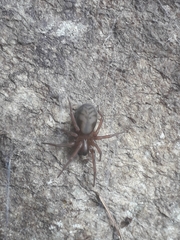 Callobius claustrarius