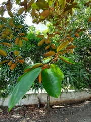 Chrysophyllum