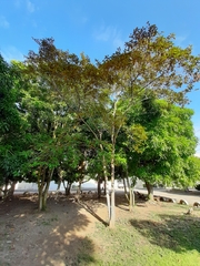 Chrysophyllum