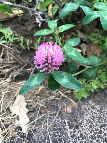 photo of Red Clover (Trifolium pratense)