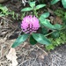 photo of Red Clover (Trifolium pratense)