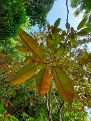 Chrysophyllum