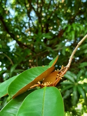 Chrysophyllum