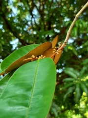Chrysophyllum