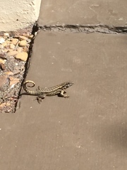 Leiocephalus carinatus
