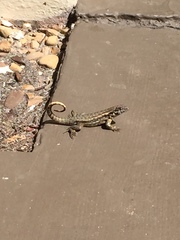 Leiocephalus carinatus