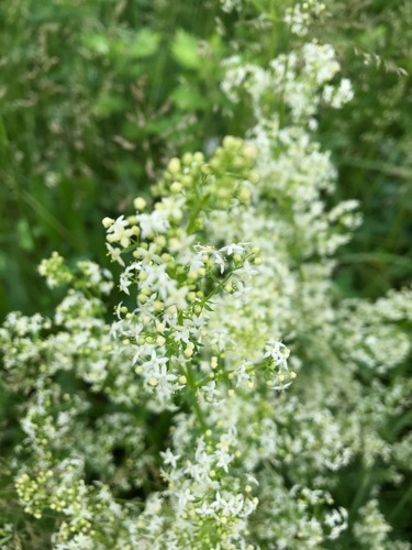 photo of Dicots (Magnoliopsida)