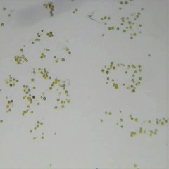Asterococcus