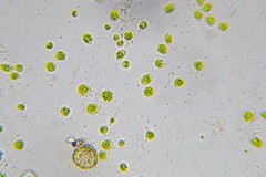 Asterococcus